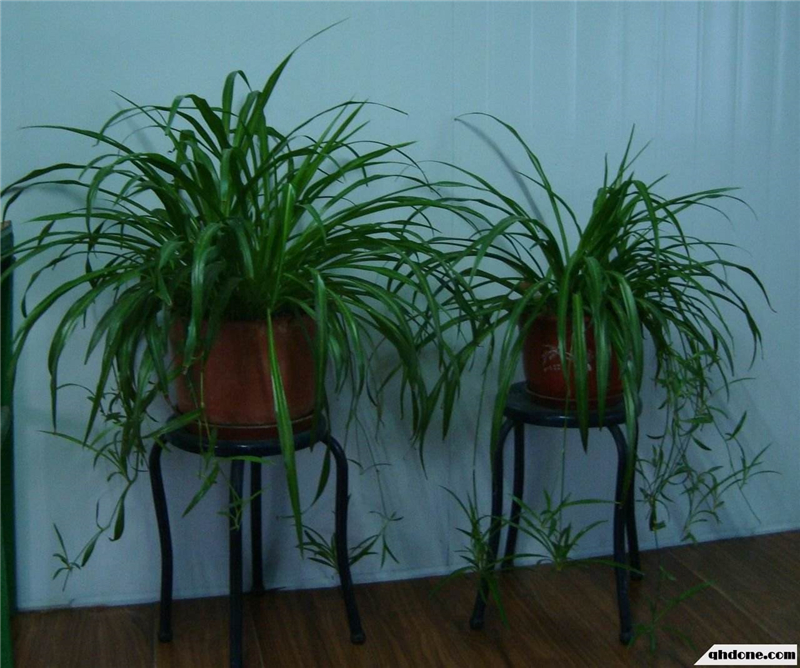 整木定制裝修完如何去除甲醛味道？(圖2)